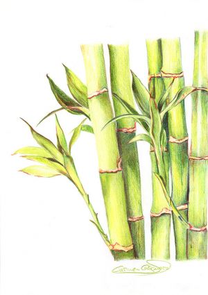BAMBÚ - Papel lápiz color - 21x30cm