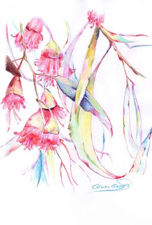 EUCALIPTO MEDITERRÁNEO - Papel lápices color - 21x30cm