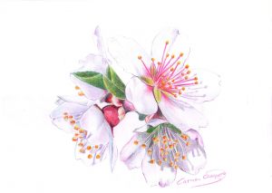FLOR DE CEREZO - Papel lápiz color - 21x30cm