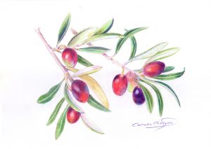 OLIVAS - Papel lápiz color - 21x30cm
