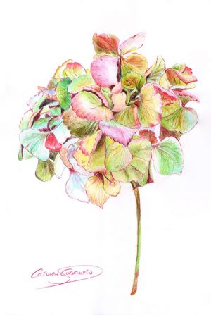 HORTENSIA ROSA - Papel lápices color - 21x30cm