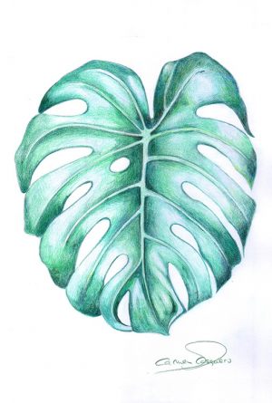 COSTILLA DE ADÁN - Papel lápiz color - 21x30cm