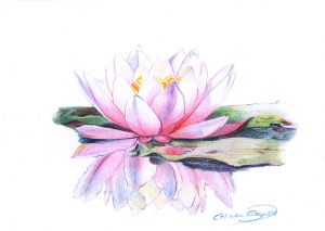 NENUFAR - Papel lápiz color - 30x21cm
