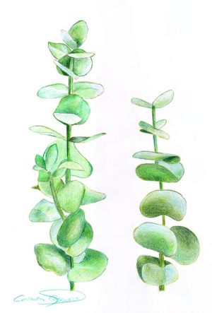EUCALIPTO AMERICANO - Papel lápiz color - 21x30cm