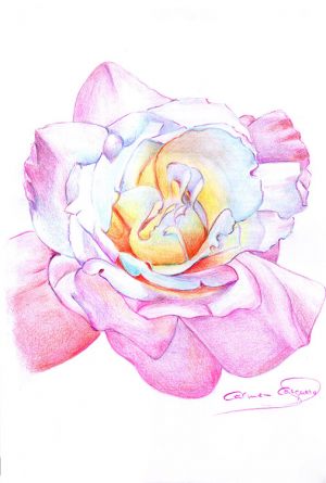 ROSA - Papel lápiz color - 21x30cm