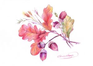 BELLOTAS - Papel lápiz color - 21x30cm