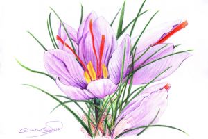 FLOR DE AZAFRÁN - Papel lápiz color - 30x21cm