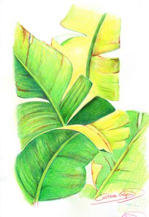PLATANERA - Papel lápiz color - 21x30cm