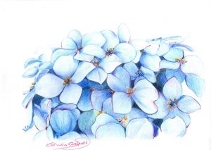 HORTENSIAS - Papel lápices color - 30x21cm