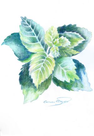HIERBABUENA - Papel lápiz color - 21x30cm