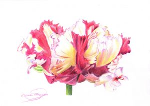 TULIPÁN - Papel lápiz color - 30x21cm