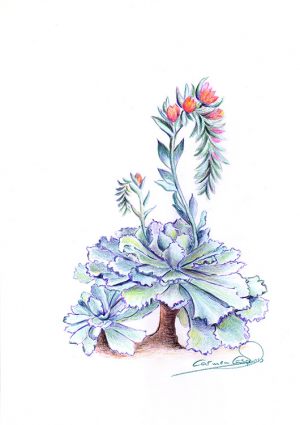 CACTUS EN FLOR - Papel lápiz color - 21x30cm