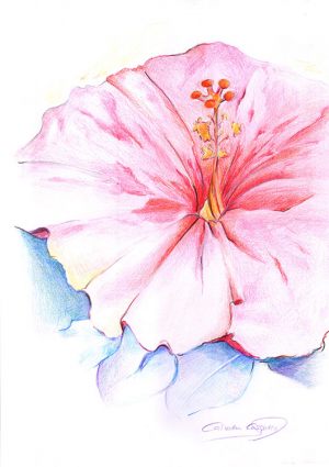 PACÍFICO - Papel lápiz color - 21x30cm