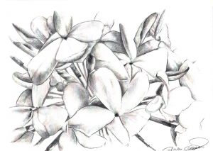 JAZMINES - Papel lápiz - 21x30cm