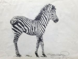 CEBRA - Papel lápiz - 32x23cm